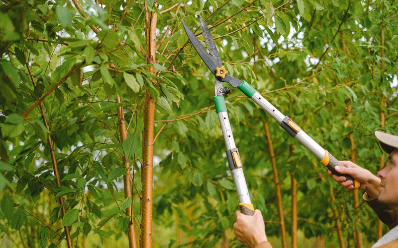 Tree trimming in Aspermont, TX