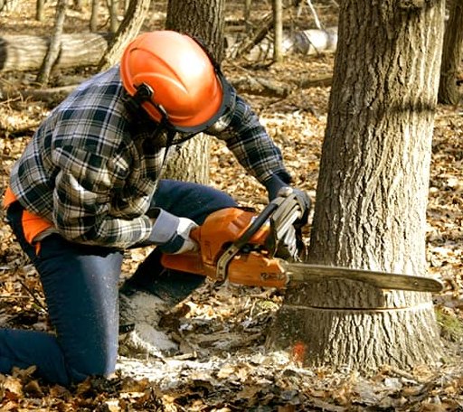 Tree Removal in Aspermont, TX